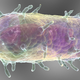 Image for article titled China Seals Off City Of 30,000 People After Man Dies Of Bubonic Plague